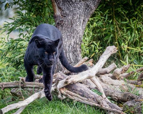 Black panther preparing to jump HD wallpaper download