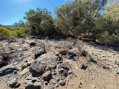 Tillite: Illawortina Creek • Flinders Ranges Field Naturalists