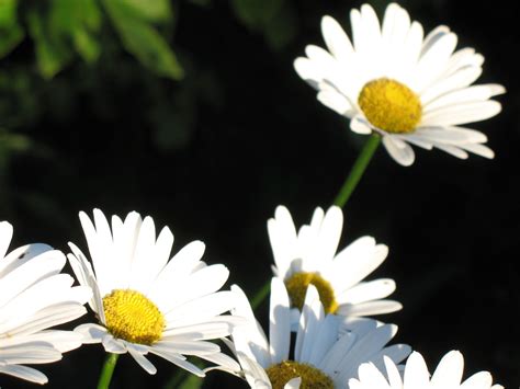 Daisy Flowers Free Stock Photo - Public Domain Pictures
