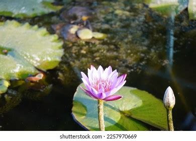 101,128 Lotus Flower In Thailand Images, Stock Photos & Vectors ...