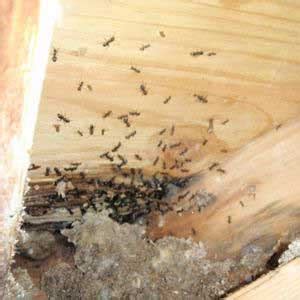 4 Common Carpenter Ant Damage Areas In The Home