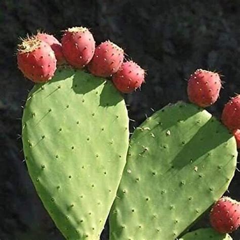 Indian Fig Cactus Opuntia Ficus-indica 'torreón Red' - Etsy Australia