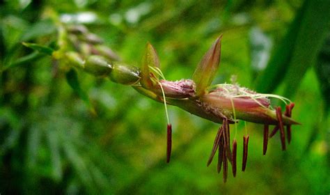 The Mysterious Flowering Cycles of Bamboo Plants