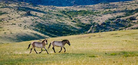 Wild Horses at Mongolia's Hustai National Park | Sidecar Photo