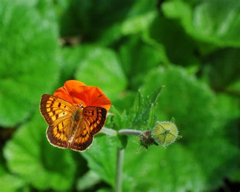 Copper Butterfly | Native Copper Butterfly; it's caterpillar… | Flickr