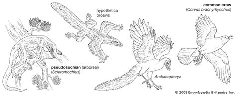 Crow | Corvidae Family, Adaptability & Intelligence | Britannica