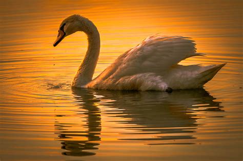 Sunset Swan Photograph by Brian Stevens