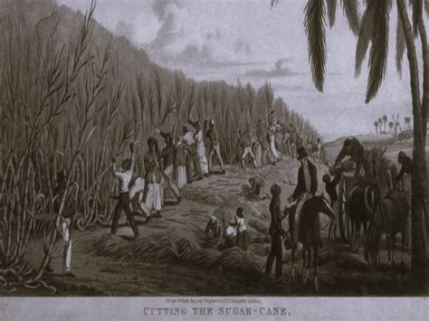 Slavery on Caribbean Sugar Plantations from the 17th to 19th Centuries - Brewminate: A Bold ...