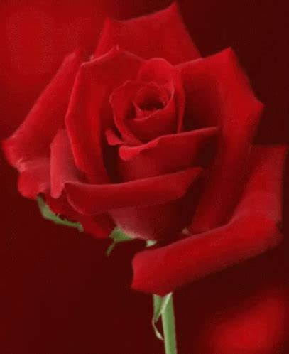 Rose Red GIF - Rose Red Spinning - Discover & Share GIFs