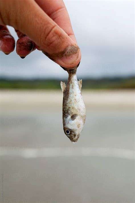 "A Funny Photo Of Someone Holding A Very Small Fish As A Catch" by Stocksy Contributor "Ivo De ...