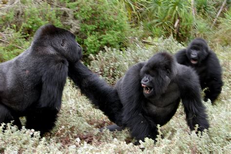 New studies on gorilla stress and fighting - Dian Fossey Gorilla Fund