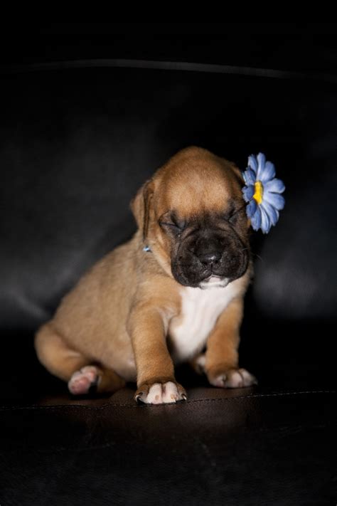 Meet the Miniature Boxer, a Mix Breed of Boxer and Boston Terrier - DogAppy