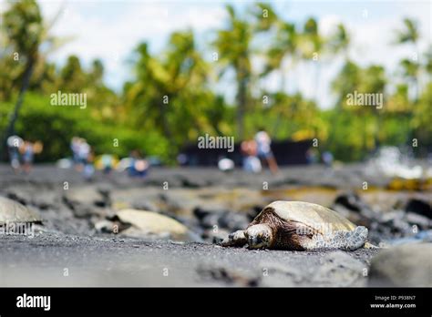 Hawaiian green turtles relaxing at Punaluu Black Sand Beach on the Big ...