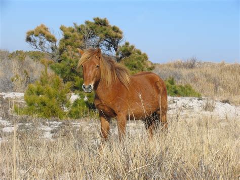 Wild Horse Free Stock Photo - Public Domain Pictures