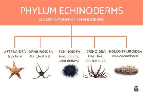 Classification of Invertebrates Chart With Definitions and Examples