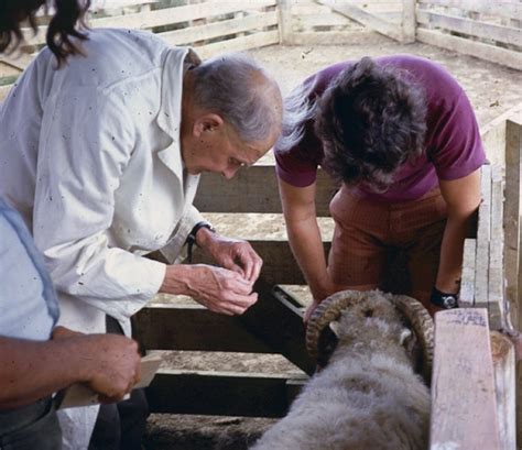 Woolshed 1: Sheep breeds in New Zealand