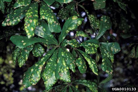 Oak | Texas Plant Disease Handbook