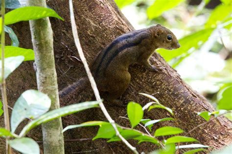 Birds and Mammals of Taman Negara in Malaysia | Chris Hill Wildlife ...