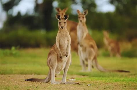 How do Kangaroos Protect Themselves from Predators? - Natural World Life