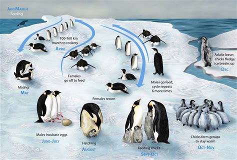 File:PENGUIN LIFECYCLE H.JPG - Wikipedia