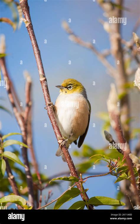 Silvereye (Zosterops lateralis) bird from New Zealand Stock Photo - Alamy