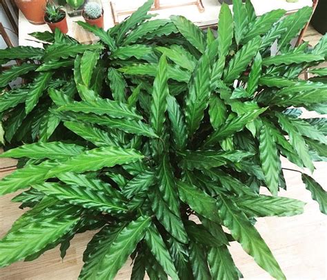 Learn about Calathea types, and find out about 20 and more of them ...