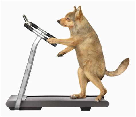 Dog Treadmill: A Beneficial Tool for Your Canine Companion