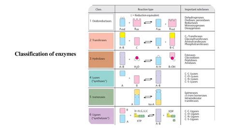 SOLUTION: Classification of enzymes - Studypool