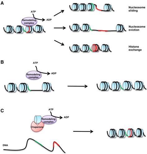 The outcomes of chromatin remodeling by ATP-dependent remodeling ...