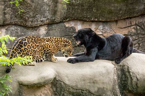 Jaguars in zoo wallpaper | animals | Wallpaper Better