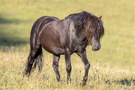 Sales list of Dartmoor Ponies - Ponies for sale on Dartmoor