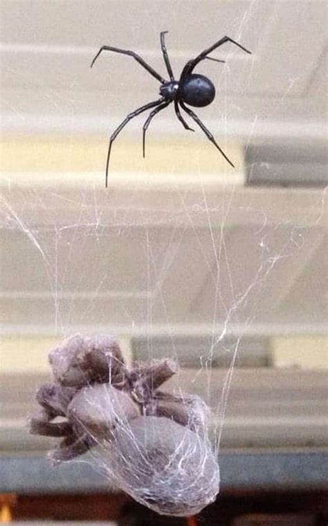 Tarantula in the web of a Black Widow : r/natureismetal