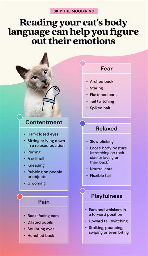 Understanding your cat’s body language