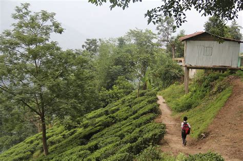 ‘Experiential travel’: with Indian tea tourism, where estates become ...