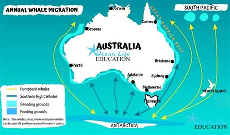 Where to See the Annual Humpback Migration on East Coast Australia | Ocean Life Education