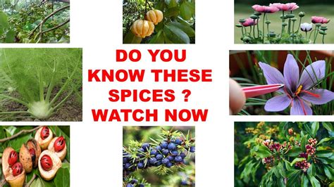 SPICES OF INDIA - YouTube