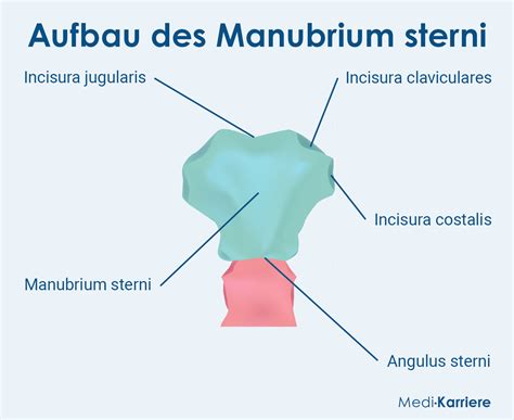 Incisura Jugularis