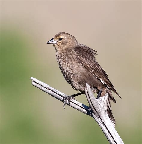 Brown-headed Cowbird, female | BirdForum