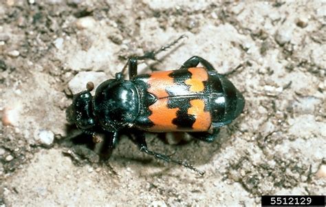 carrion beetle, Nicrophorus marginatus (Coleoptera: Silphidae) - 5512129