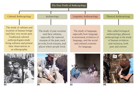 The 4 fields of anthropology - Google Image Result for http://www.wwnorton.com/college/anthro ...