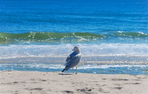 Block Island Birding :: Watch the Birds with Us