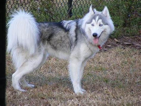 Huskimo Dog Breed » Siberian Husky & American Eskimo Mix