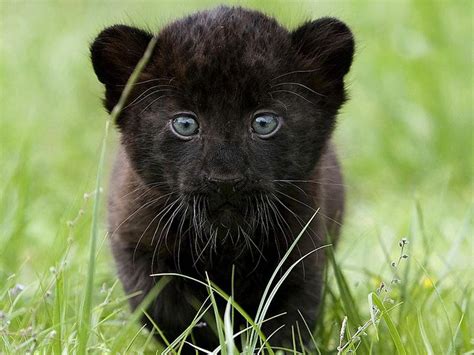 beautiful panther. | Cuddly animals, Baby panther, Animals