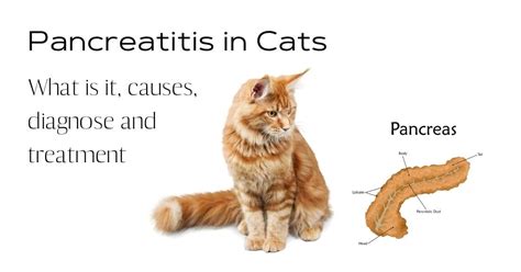 Pancreatitis In Cats- What Is It, Causes?- I Love Veterinary