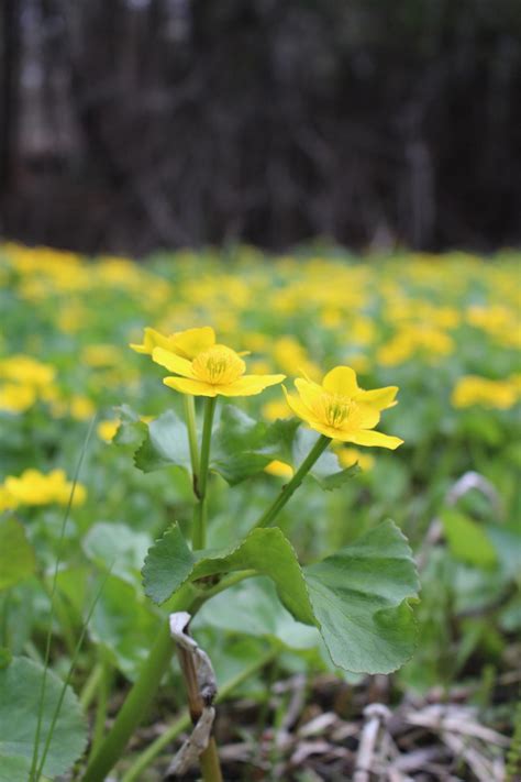 Foraging Marsh Marigold (Caltha palustris)