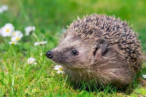 A hedgehog's heart beats 300 times a minute on average! | Animal facts, Animals that hibernate ...