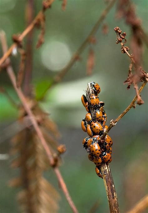 A 10-Mile-Wide Ladybug Swarm Buzzed Over San Diego | Ladybug, Insect species, Wildlife photography