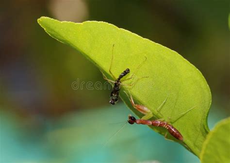 Praying Mantis, Mantis Religiosa, and Its Molt. Stock Photo - Image of ...