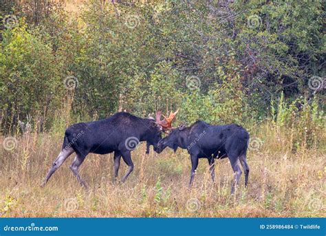 Pair of Bull Moose Fighting in Wyoming in Autumn Stock Photo - Image of ...