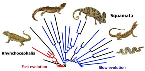 Lizard species – Phrynosoma